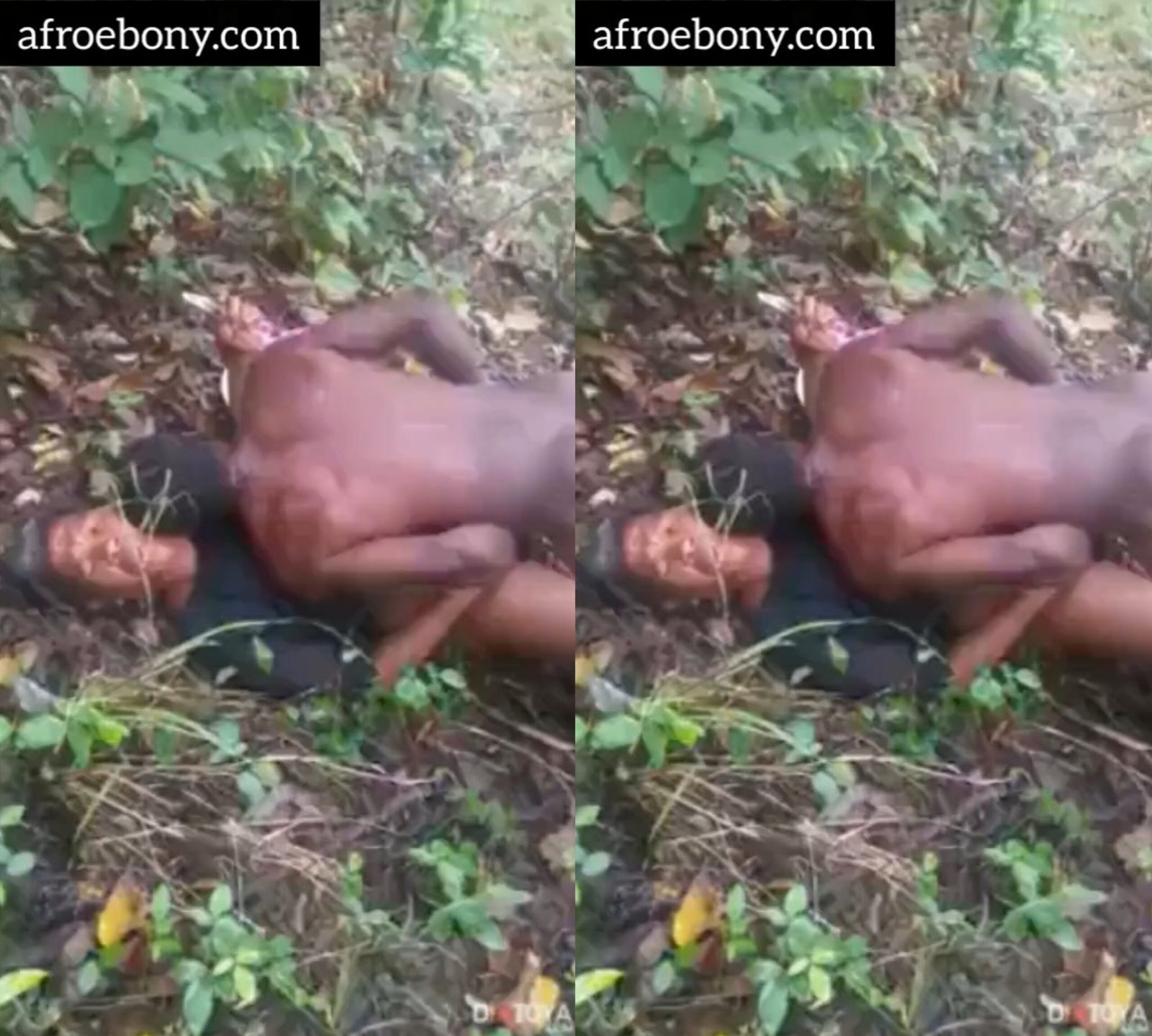 Trending sex in the village bush Africa